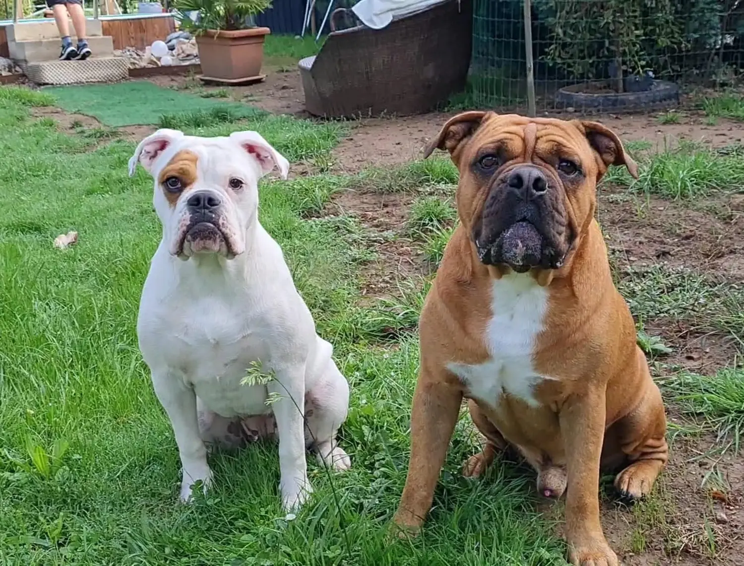 HaselBulls (Continental Bulldog) Hunde