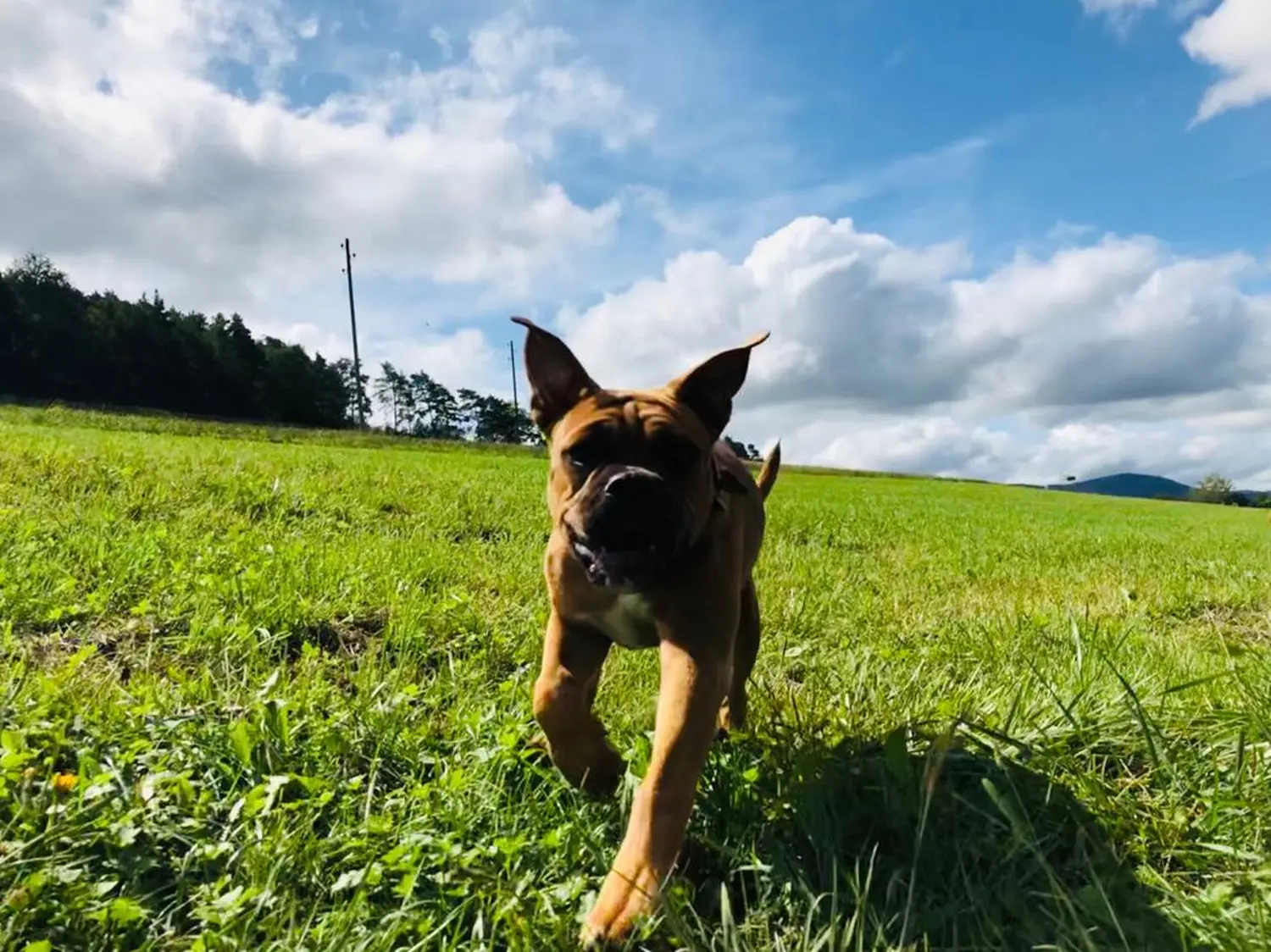 HaselBulls (Continental Bulldog) Hunde laufen auf einer Wiese