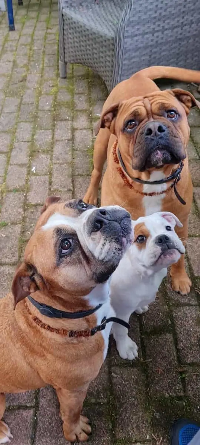 HaselBulls (Continental Bulldog) Hunde