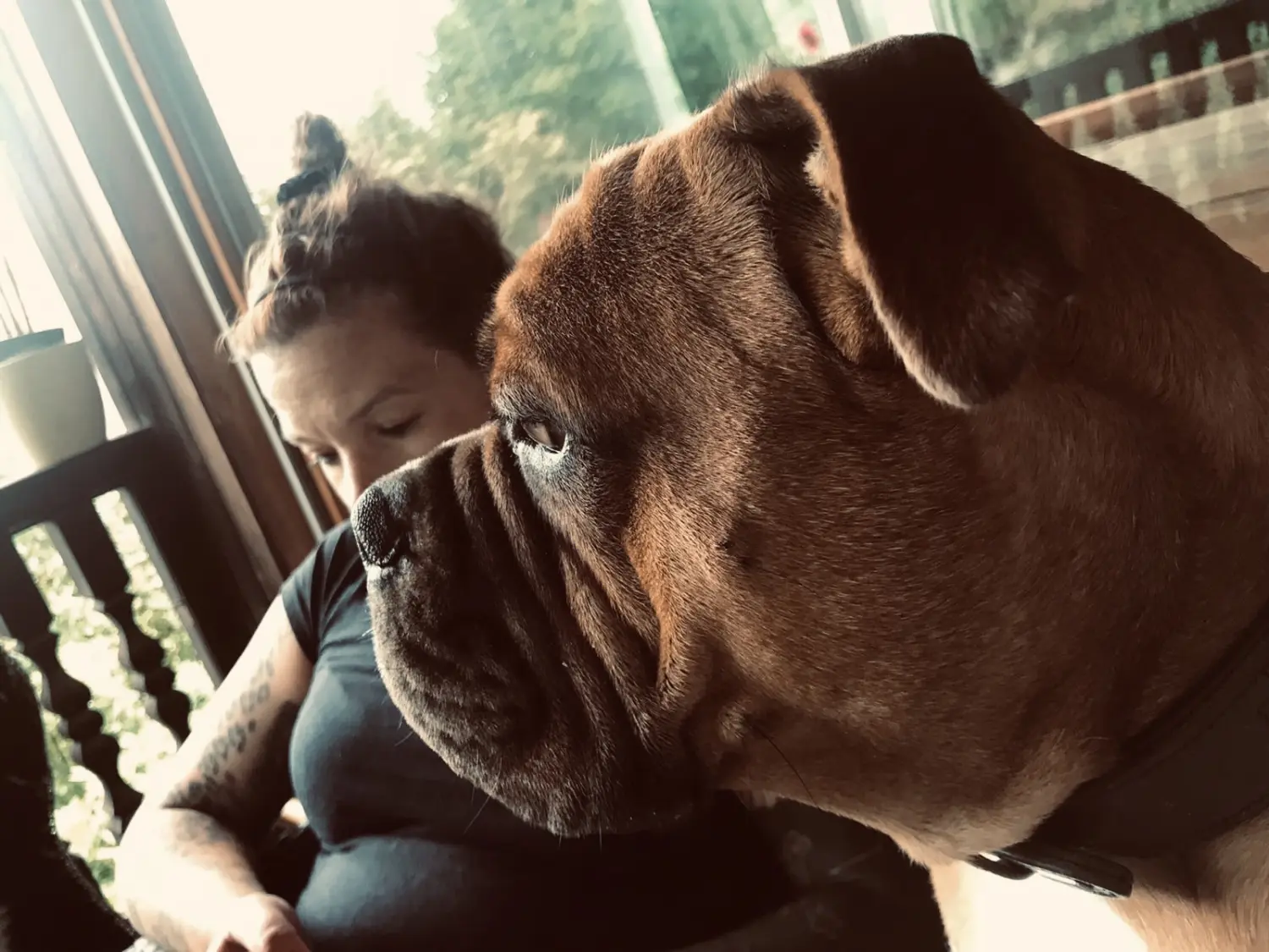 HaselBulls (Continental Bulldog) Hunde